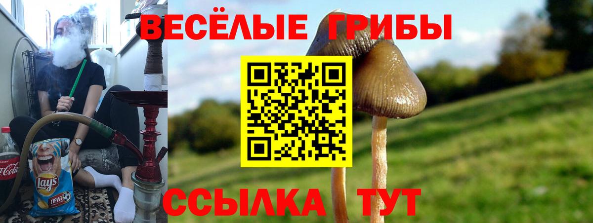 Псилоцибиновые грибы Psilocybine cubensis  Вход с VPN  Сальск  как найти закладки  Псилоцибиновые грибы Magic Shrooms 